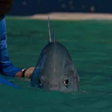 Farquhar atoll. Seychelles fishing Aardvark McLeod