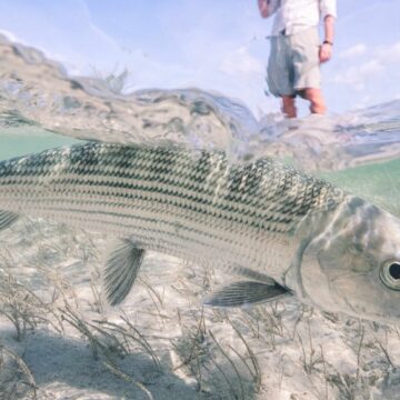 Abaco Lodge, Bahamas, bonefish, fly fishing Bahamas, Aardvark McLeod