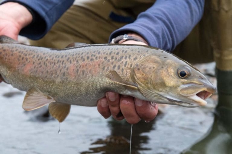 Mongolia; Taimen Fly Fishing with Sweetwater in 2019 - Aardvark Mcleod