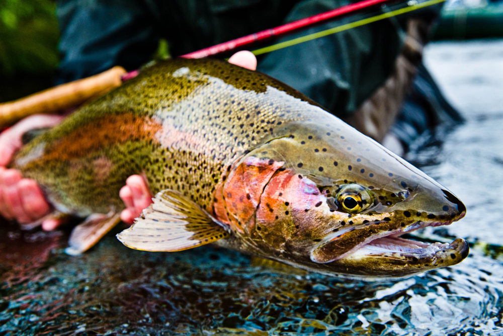 Jurassic Lake Giant Rainbow Trout Video - Anglers Journal - A Fishing Life