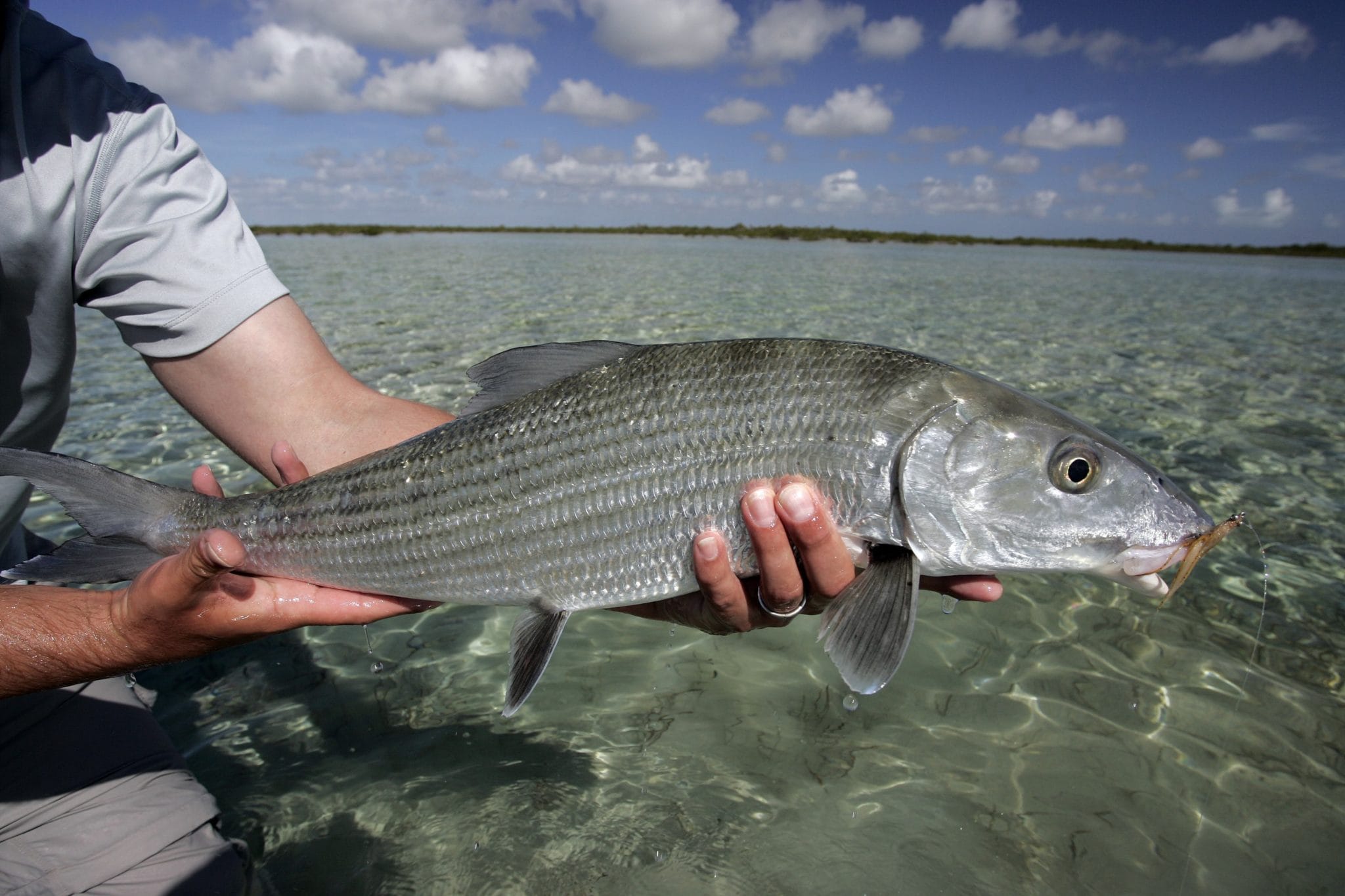 Bonefish, Saltwater