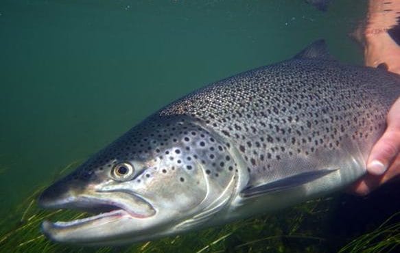 Tungufljot, Sea Trout, Iceland, Iceland Fishing Guides, Aardvark McLeod, fishing in Iceland