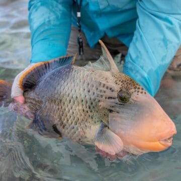 Alphonse Island, St Francois atoll, Seychelles, fishing Astove, fishing in Seychelles, GTs, giant trevally, bonefish, triggerfish, permit, Aardvark McLeod