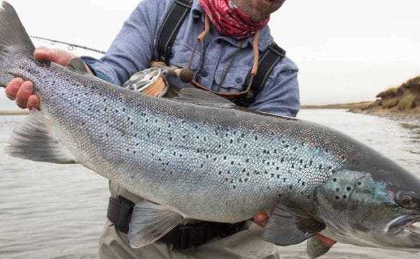 sea trout rio grande, EMB, Tierra del Fuego, Estancia Maria Behety, argentina fishing, tdf, maria behety, la villa, estancia, sea run brown trout,