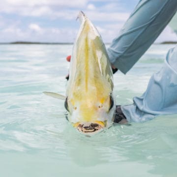 Alphonse Island, St Francois atoll, Seychelles, fishing Astove, fishing in Seychelles, fishing Cosmoledo, GTs, giant trevally, bonefish, triggerfish, permit, Aardvark McLeod