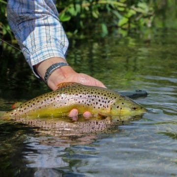 Chalkstream Fishing, River Anton, Aardvark McLeod