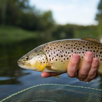 Testcombe, River Test, Chalkstream Fishing, Aardvark McLeod