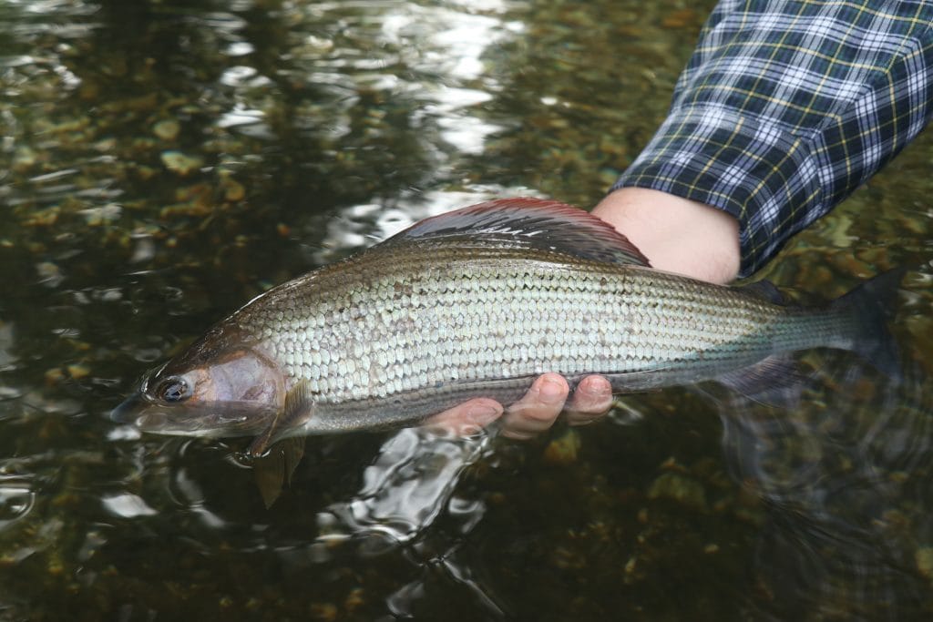 UK Chalkstream Grayling fishing, Winter Grayling, Grayling Master Class, Alex Jardine