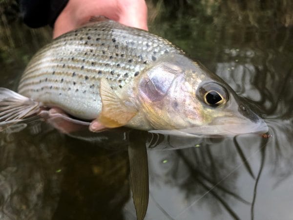 Chalkstream Fly Fishing the River Nadder - Aardvark Mcleod