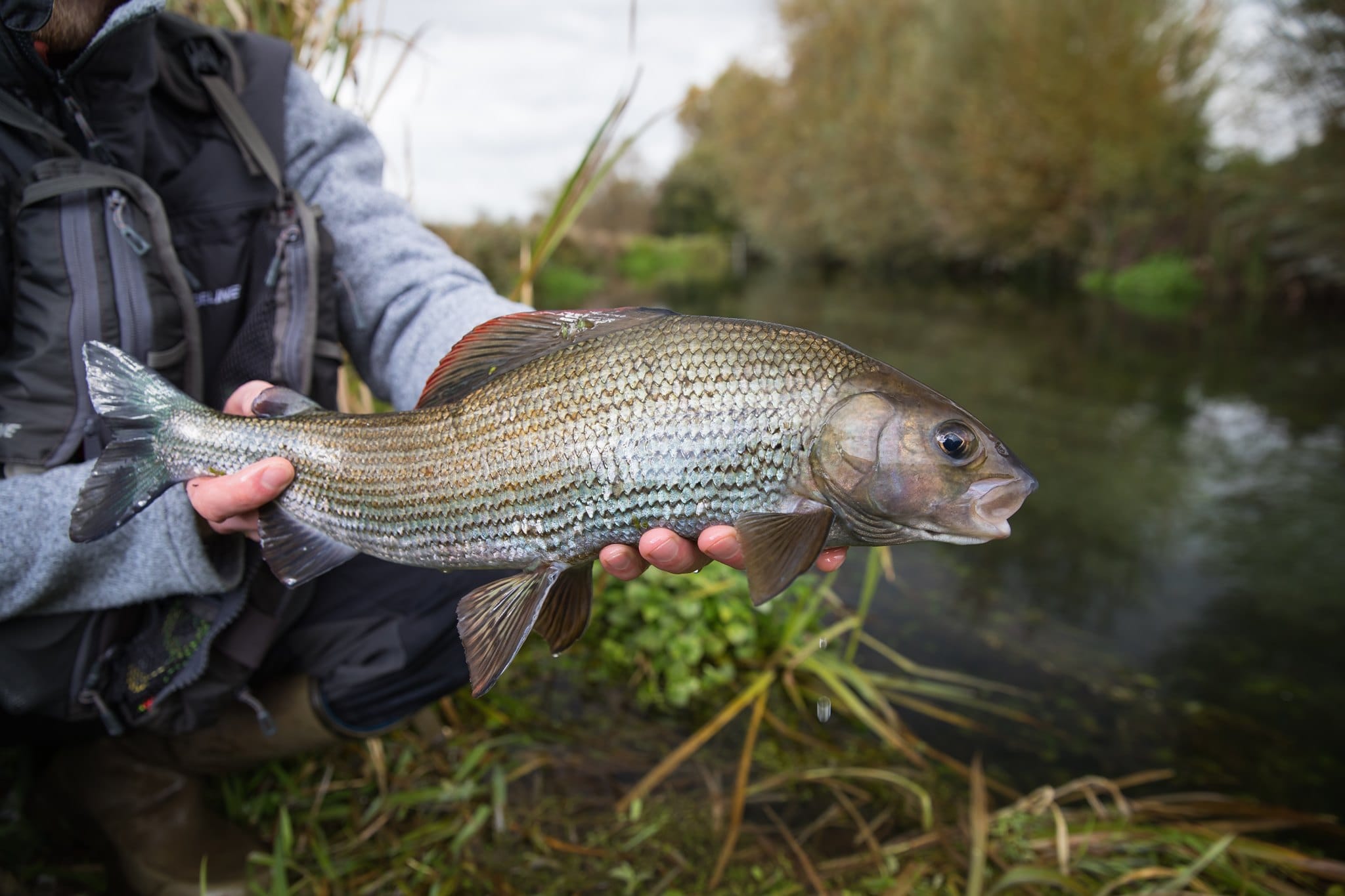 Westfair River Anton Grayling Fly Fishing