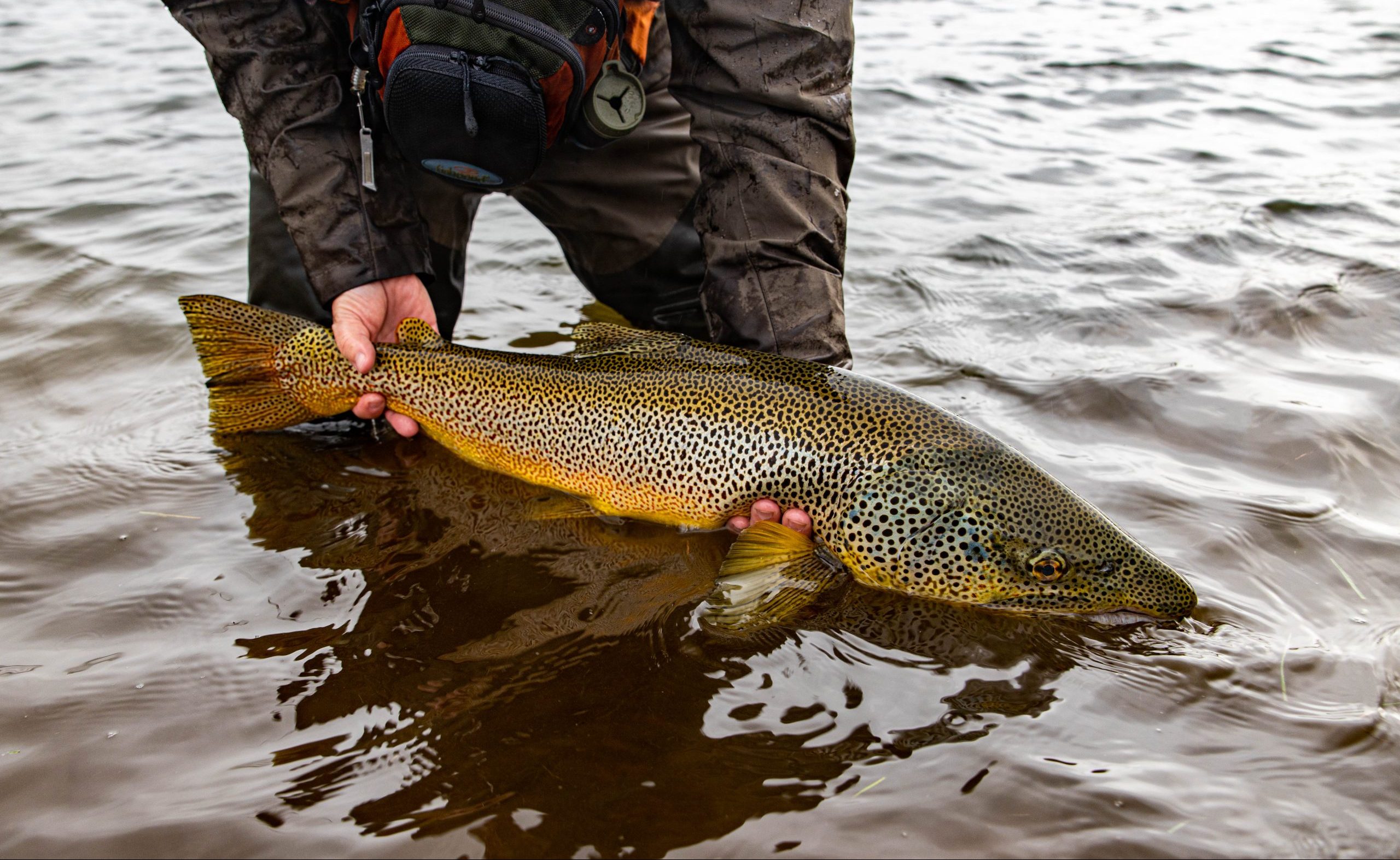 Brown trout fishing  The Weekend Angler's Diary