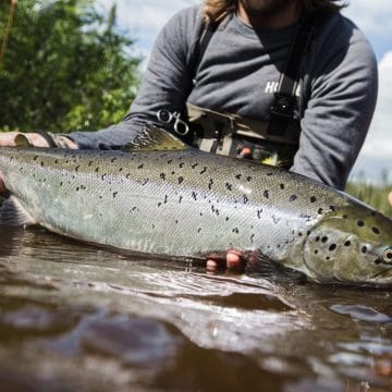 Camp Onka, Baltic Salmon, Sweden fly fishing, Sweden salmon fishing, Aardvark McLeod