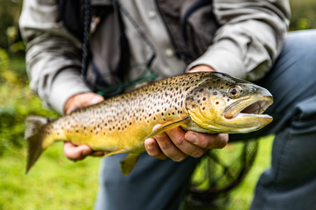 Testcombe River Test, Chalkstream Fly Fishing, Aardvark McLeod