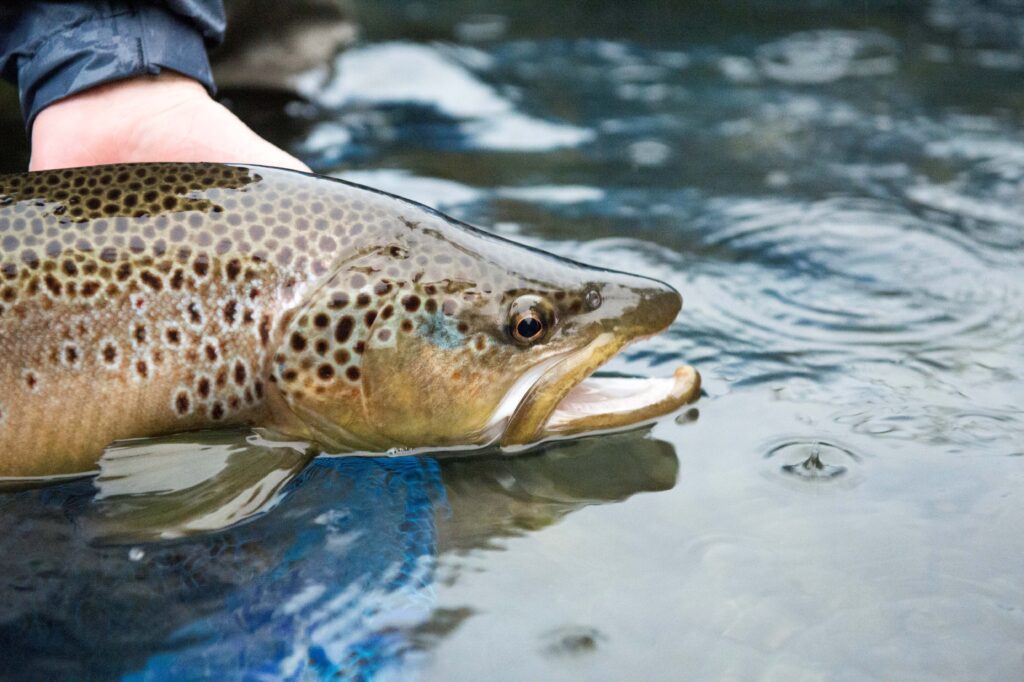 Rio Palena Lodge, fly fishing Chile, brown trout Chile, Patagonia fly fishing, Patagonia trout fishing, Aardvark McLeod