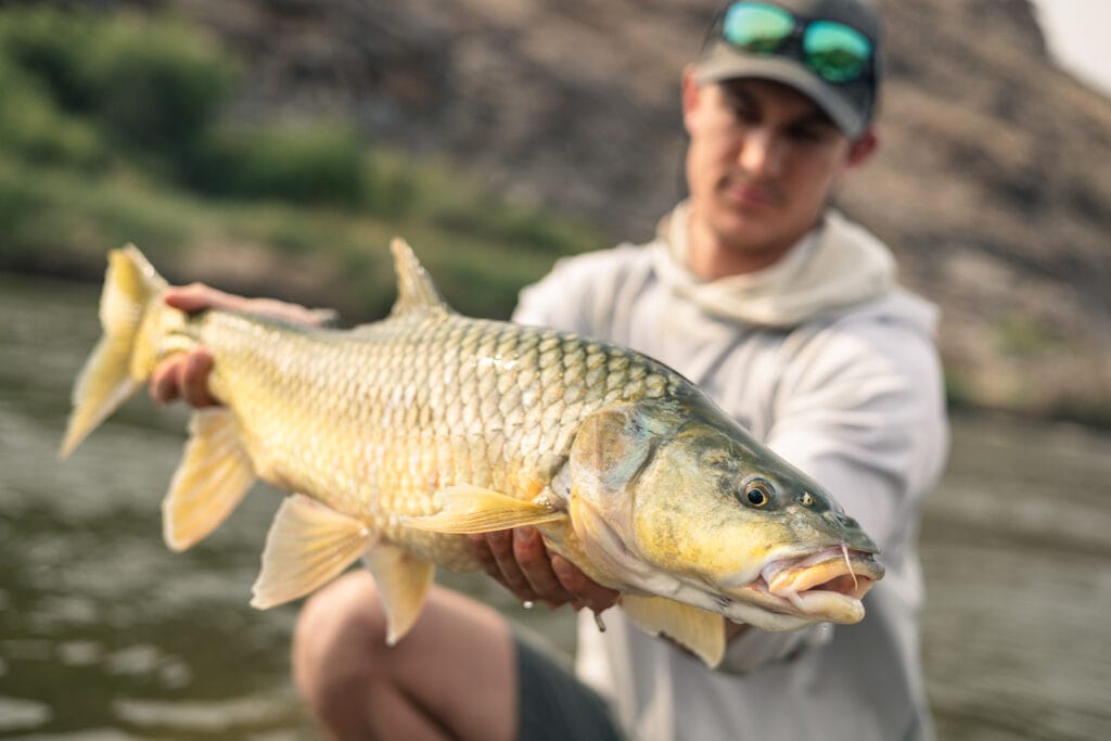 South Africa Kalahari yellowfish