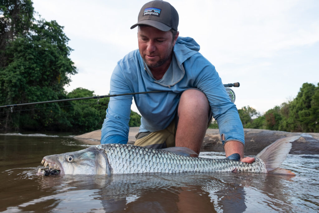 Tiger fish on a fly 