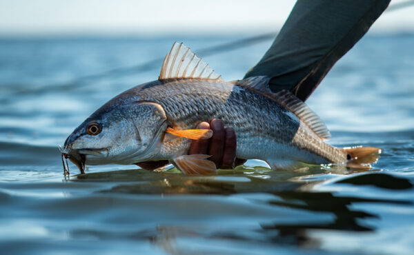 Bay Flats Lodge, redfish, Texas fly fishing, Aardvark McLeod