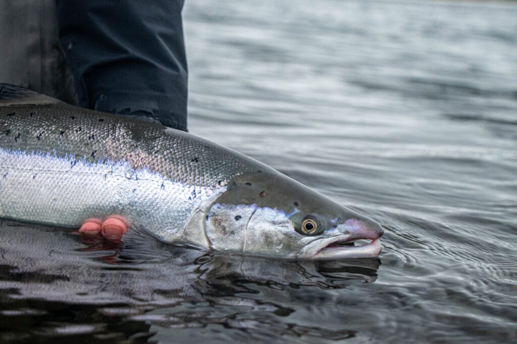 Stora Laxa Iceland, Atlantic salmon Iceland, Salmon Fly Fishing Iceland