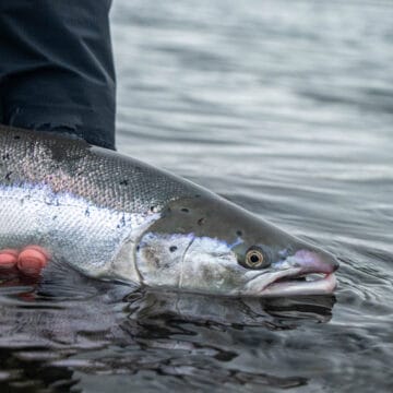 Stora Laxa Iceland, Atlantic salmon Iceland, Salmon Fly Fishing Iceland