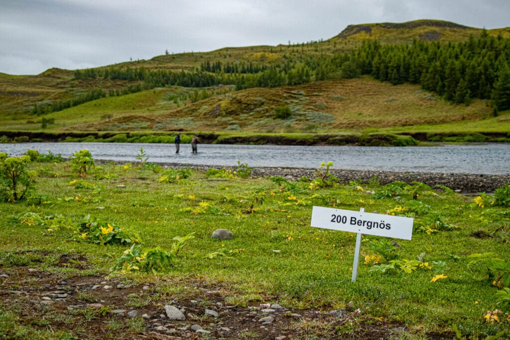 Stora Laxa Iceland, Atlantic salmon Iceland, Salmon Fly Fishing Iceland