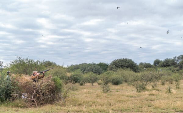 Santiago del Estero Lodge, dove shooting, Argentina, Aardvark McLeod shooting