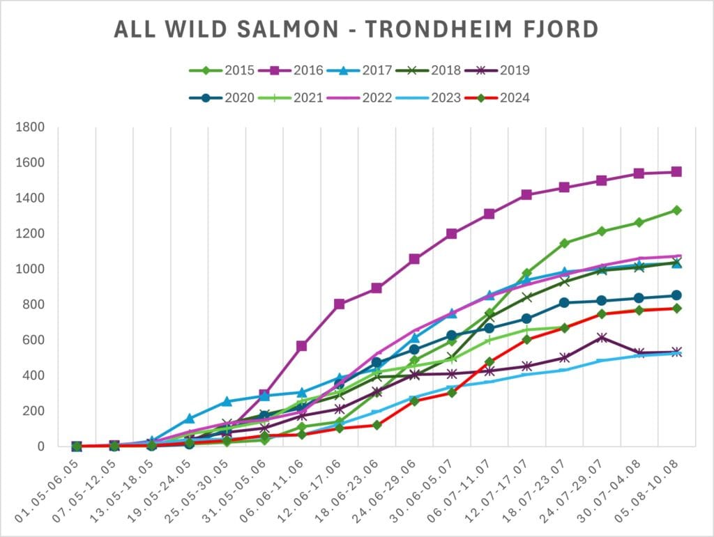 Wild salmon Trondheim, Norway salmon Fishing