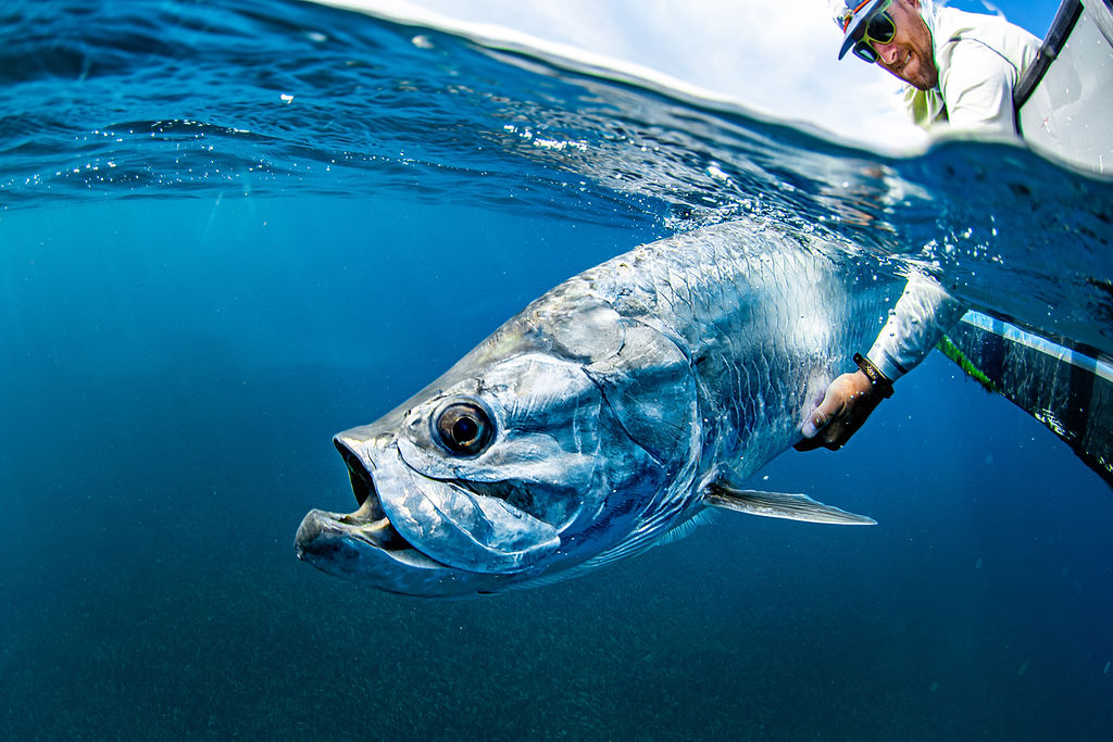 Blue Horizon Lodge, Belize, Permit, Caribbean permit, Belize permit, Aardvark McLeod