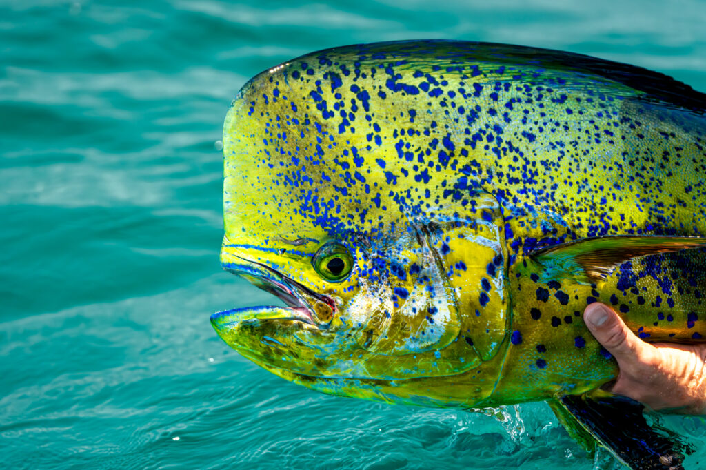 Angling Baja, Mexico fly fishing, Aardvark McLeod