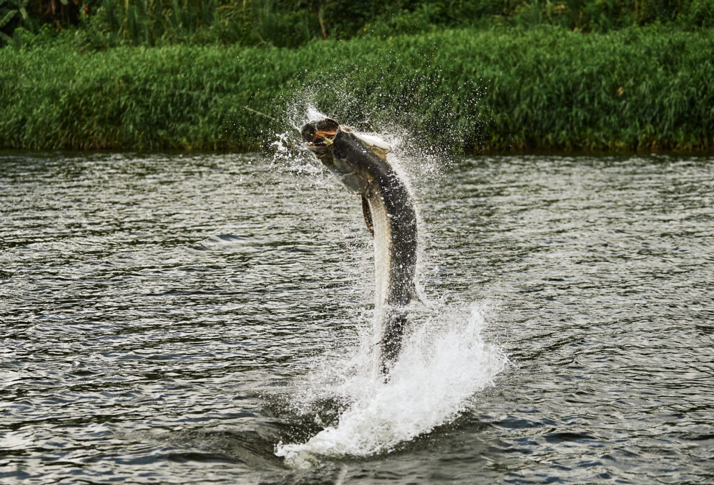 Nicaragua, Tapam 2.0 Lodge, Tarpon fly fishing