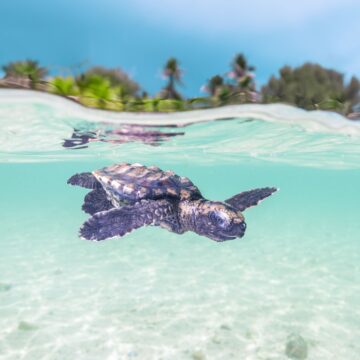 Alphonse Island, wildlife wonderland, Seychelles, Aardvark McLeod