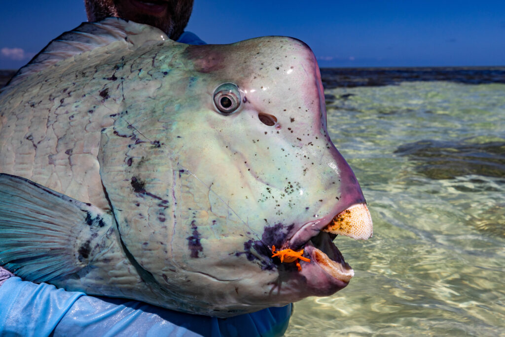 Bison of the flats - The bumphead parrotfish