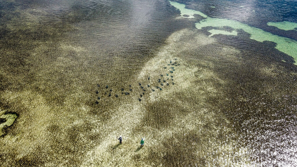 Bison of the flats - The bumphead parrotfish