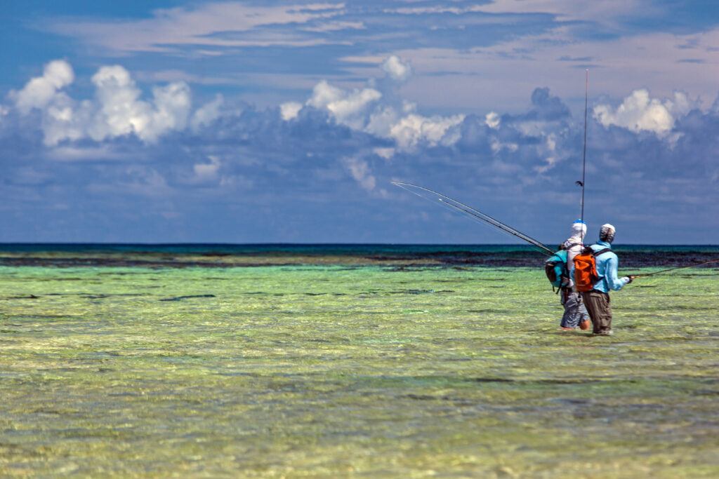 Bison of the flats - The bumphead parrotfish