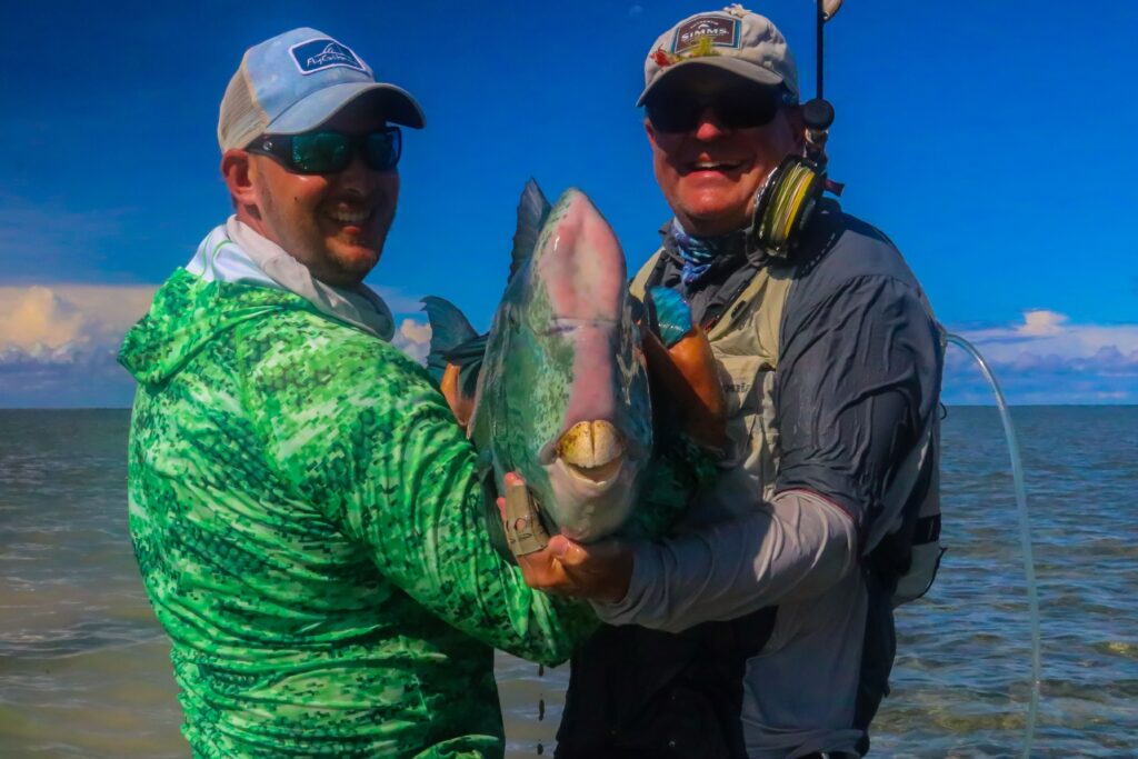 Bison of the flats - The bumphead parrotfish