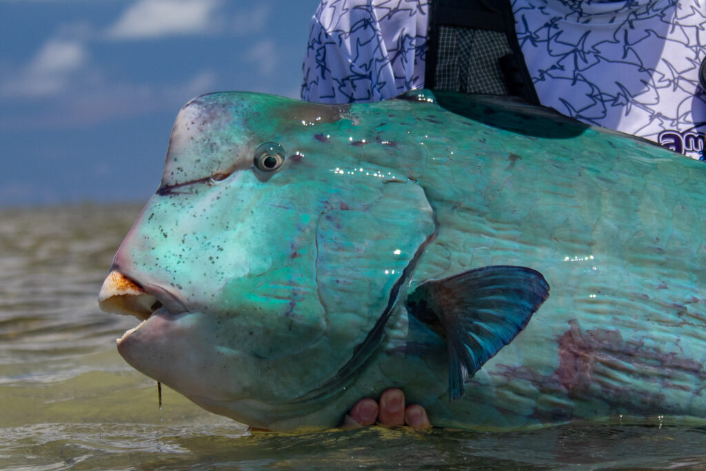 Bison of the flats - The bumphead parrotfish